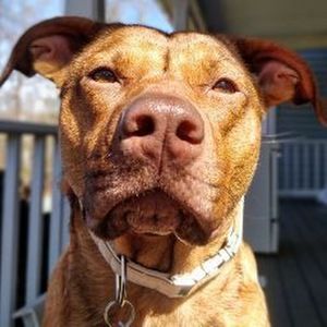 Meet your Posher, Raven